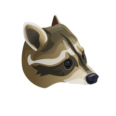 Raccoon head portrait