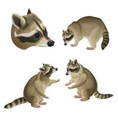 Set of vector raccoons