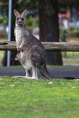 Kangaroo with Joey