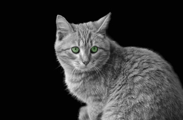 Fototapeta na wymiar Black-white portrait of a little cat on a black background with bright green eyes
