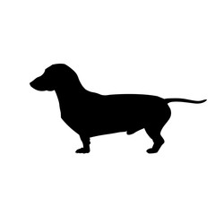 Dachshund dog vector