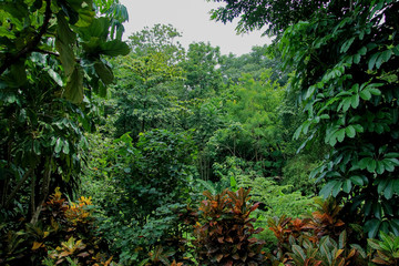 indonesian rain forest