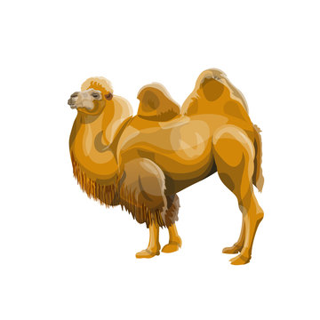 Bactrian camel vector