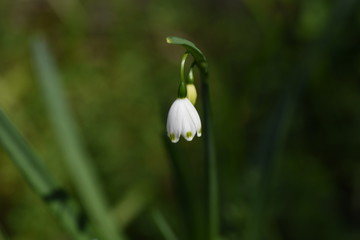 ”Snowflake" has green spots at the tip of the petals.