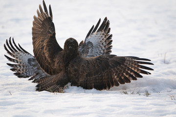 Common buzzards fighting