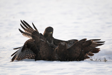 Common buzzards fighting