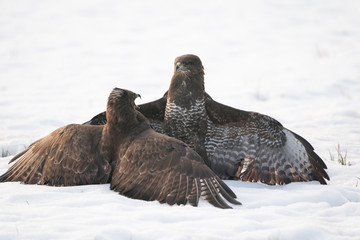 Common buzzards fighting