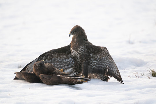 Common buzzards fighting