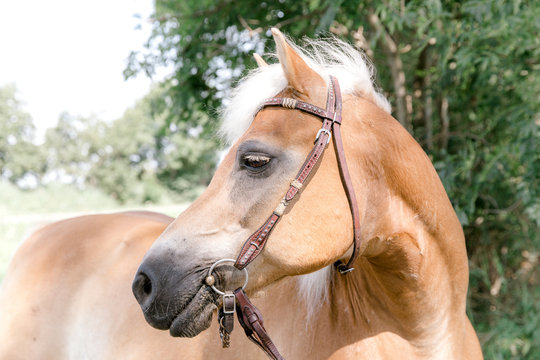 Close up of palomino horse