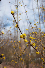 Cornus mas