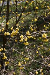 Cornus mas