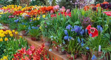 Flowers in green house. Floral bouquet shop. Blooming plants and multi color flowers inside a garden center