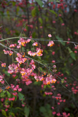 Euonymus europaeus