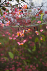 Euonymus europaeus