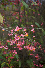 Euonymus europaeus