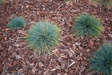 Festuca glauca