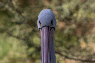 pelican
