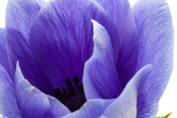 Fototapeta na wymiar macro of blue anemone petals on white background