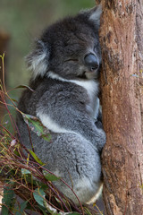 sleaping koala