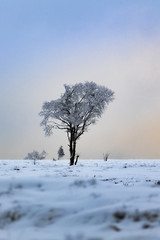 frozen tree