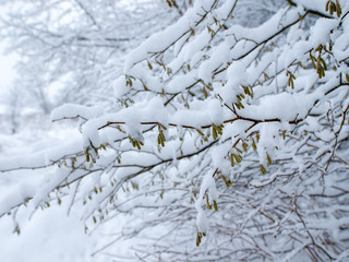 Trees branches covered by snow