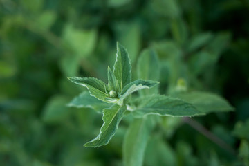 Mentha longifolia