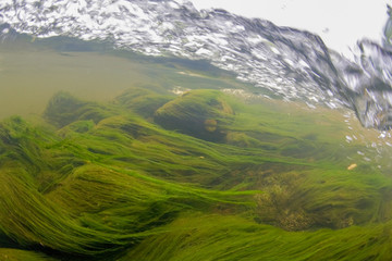 Underwater freshwater landscape