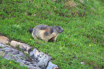 groundhog on the grass