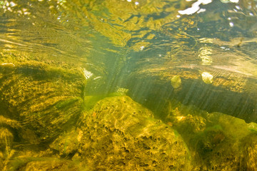 Underwater freshwater landscape