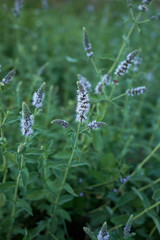 Mentha longifolia