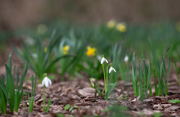 Snowdrop, first spring flowers in select focus