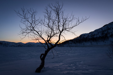 sunset behind the tree