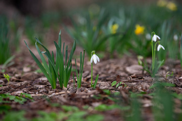 Snowdrop, first spring flowers in select focus