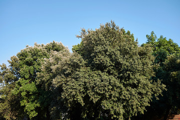 Quercus ilex