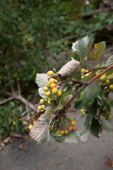 Sorbus aria