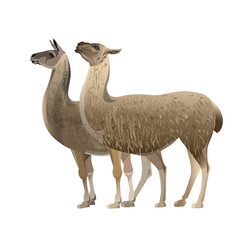 Two standing llamas