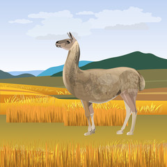 Llama grazing vector © Hennadii