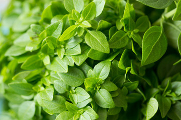 Fototapeta na wymiar Green bush basil close-up background. Aromatic herb food seasoning
