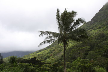 Fototapeta na wymiar Hawaiian Landscape