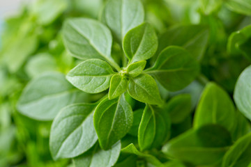 Fototapeta na wymiar Green bush basil close-up background. Basil leaves tender green sprouts