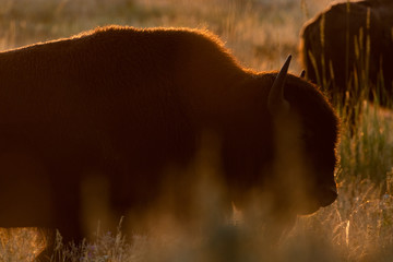 Bison