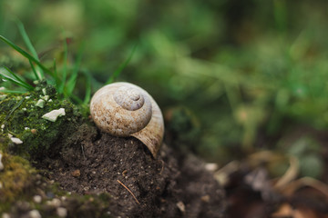 Image - Snail shell on the soil in forest with greenery on background on sunset with grass on background.  Close up photo of Helix Pomatia snail in garden with closed shell (protection) on sunset.