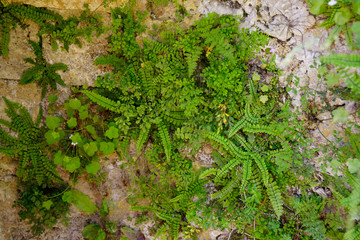 small fern and moss plants growing on wall