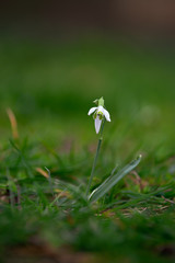 Snowdrop, first spring flowers in select focus