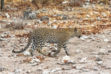 Leopard walking in steppe of Etosha Park