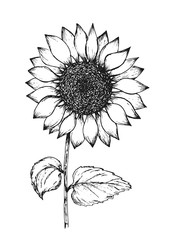 Fototapeta premium Retro black outline ink pen sketch of sunflower. Hand drawn illustration of beautiful sun flower isolated on white background for botanical pattern design, greeting card decoration