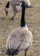 back of goose feathers