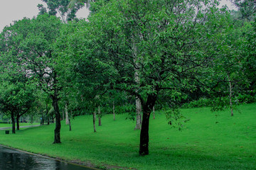 Fototapeta na wymiar trees on the roadside with wet roads