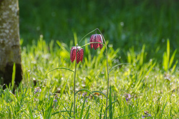 Schachbrettblume