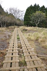 大倉尾根 森の木道